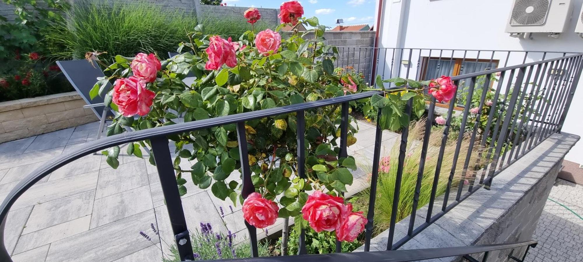Penzion U Bustiku Sardice Exteriör bild
